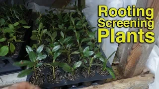 Plant Propagation S3-E3 - Making More Screening Plants