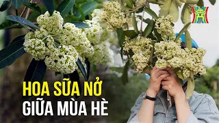 Hoa sữa nở giữa…mùa hè | Tin tức mới nhất hôm nay