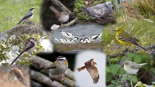 April 2024 bird footage roundup. Canon r7 & Canon 200-800mm. Goldcrest, Waxwing, Wheatear, etc UK 4K