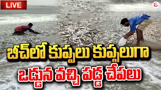 LIVE: కుప్పలు కుప్పలుగా వచ్చి పడ్డ చేపలు | Fishes in Vizag Beach | Michaung Cyclone Effect