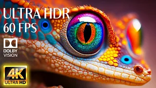 4K HDR 60fps Dolby Vision with Animal Sounds & Calming Music (Colorful Dynamic) #34