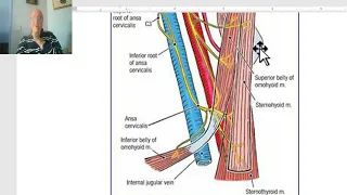 Anatomy of head and neck module in Arabic 51 (Carotid triangle) , by Dr. Wahdan