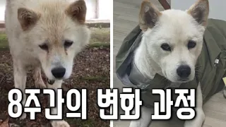 들개 에서 실내견 으로 구조 에서 입양 까지