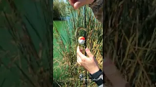 Змееголова на живца! #змееголов#fishing #video #рыбалка #топ #top #asmr #fish #hunting #instagram