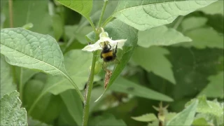 Шмель опыляет Физалис / Bumblebee pollinates physalis