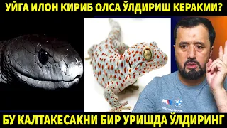 УЙГА ИЛОН КИРИБ ОЛСА ЎЛДИРИШ КЕРАКМИ? АБРОР МУХТОР АЛИЙ