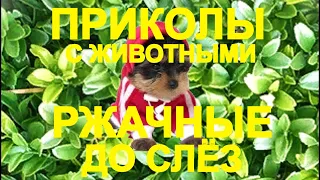 💥😜💥Я РЖАЛ ДО СЛЁЗ💥СМЕШНЫЕ ЖИВОТНЫЕ💥ПРИКОЛЫ С ЖИВОТНЫМИ💥КОТЫ💥СОБАКИ💥petsworld #22