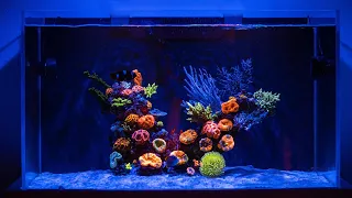 REEF TANK TOURS - "Minimalistic Reef" - AQUASCAPING REEF AQUARIUMS - Nyos Opus 300 - LPS dominated