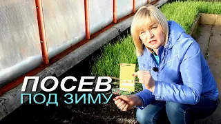 ПОСЕВ ПОД ЗИМУ в теплице! Что, как и когда можно посеять! Советы от ЗЕЛЕНОГО ОГОРОДА!