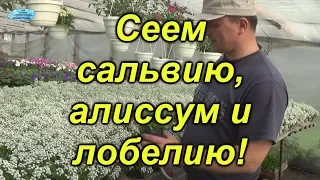 Посев сальвии, лобелии, алисума. Продолжаем посев цветов.