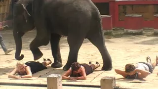 Таиланд, Пхукет. Зоопарк - Phuket Zoo. Шоу слонов. 2012 г.