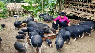 FULL VIDEO: 200 Days Girl build farm - Smoked Pork Making Process, Cooking wine, pigs, chickens