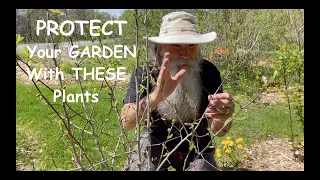 PROTECT Your Garden with THESE Plants! Part 10 - CREATING a PERMACULTURE PARADISE & FOOD FOREST!