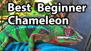 What is the best beginner chameleon?