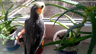 Пение кореллы.  Как поет корелла. Попугай корелла поет на солнышке. The singing of Corella.