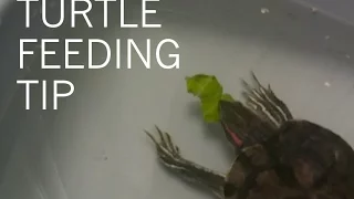 Turtle Tip: Feeding Mustard Greens