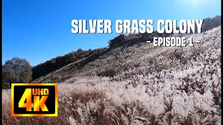 Silver grass colony on MT Myeongseong  - Episode 1 -