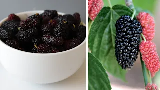 All About Mulberries How to Eat Them and Taste Test