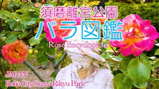 神戸🌹須磨離宮公園【世界殿堂入り🌹バラetc…】31品種の紹介　Suma Rikyu Park Rose Encyclopedia 31 Varieties