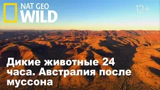 Nat Geo Wild: Дикие животные 24 часа. Австралия после муссона / Wild 24