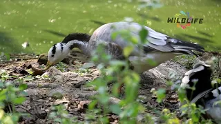 Pobitora, Assam State Zoo, Guwahati