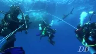 Blue Shark Diving  with Pico Sport Azores - Scubaazores -