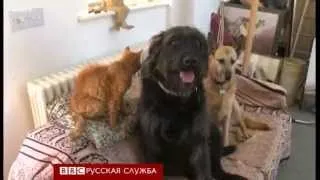 Соревнование самых старых котов в мире - BBC Russian