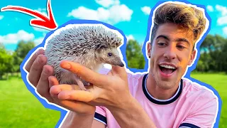 INTRODUCING MY NEW PET: PINKY !! *A HEDGEHOG!!*