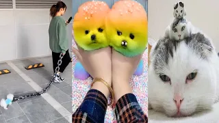 Funny and Cute Dog Pomeranian 😍🐶| Funny Puppy Videos #88