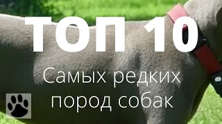 ТОП 10 самых редких пород собак