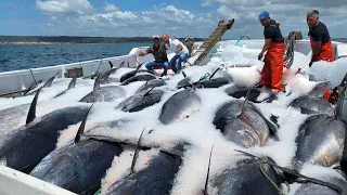 Wow!! Net Fishing Tuna, Too Many Fish !Catch Hundreds Tons Tuna on Big Boat