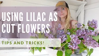 How to cut lilacs (and make them into a centerpiece)!
