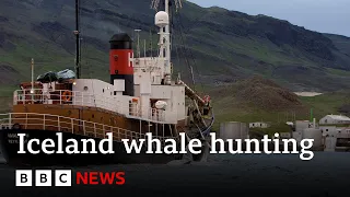 Whale hunting to restart in Iceland after suspension lifted – BBC News
