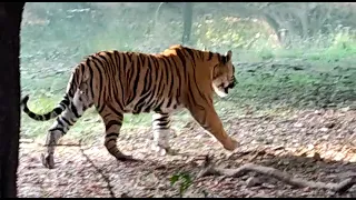 Massive Male tiger Ganesh in Ranthambore sighted in a morning safari