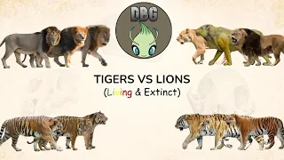 LIONS VS TIGERS: Size Comparison w IUCN Red List (LIVING & EXTINCT)