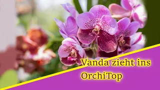 So kommt die Vanda Orchidee in den Topf