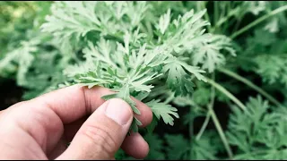 WORMWOOD - a plant for healing in the COMING GREAT STRUGGLE