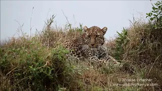 Leopard in Mara Triangle, Kenya