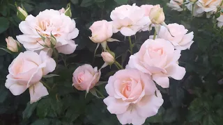 роза Чандос Бьюти и ее подружки