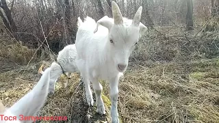 ГЛАВНАЯ КОЗА В СТАДЕ