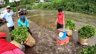 CELERY HARVEST | 100kilos sa Isang Buhatan? Ganito Sila Kalakas