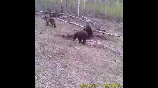 Медведицу с медвежатами засняла фотоловушка в Бурятии