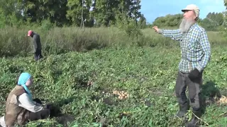 Ежегодная работа  с картошкой на огороде,   20 соток.  07. 09. 2019