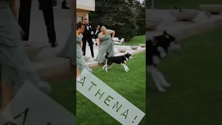 This Couple's Husky Was Too Excited For Their First Look! #wedding #dog #bride #groom #puppy