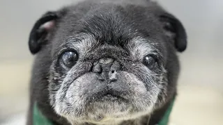 Incredible Pug beats the odds