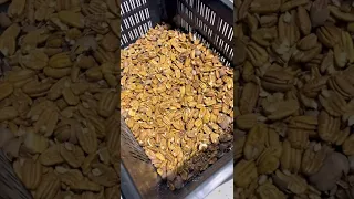 Máquina Peladora de nueces pecan dyfma industria argentina