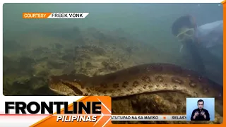Dambuhalang anaconda, nadiskubre ng mga scientist sa Amazon River | Frontline Pilipinas