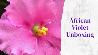 Unboxing & Review of Bloomlovers African Violet Leaves and Elephant Ear Update