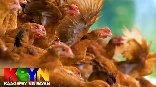 KBYN: Paano pinalalaki ang mga free-range chicken?