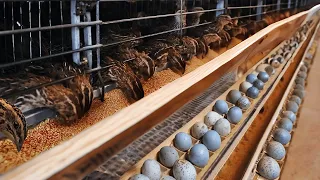 Collecting Quail Eggs - Process of Raising Quails for Eggs and Meat.